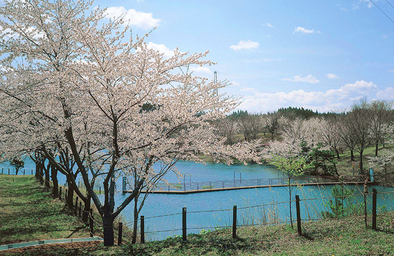 早掛沼公園の桜