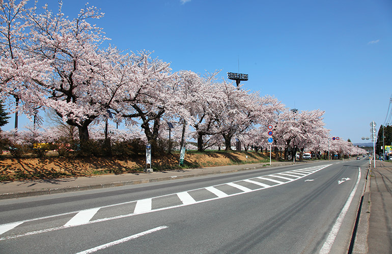 むつ運動公園の桜
